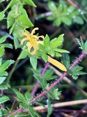 Persoonia oxycoccoides