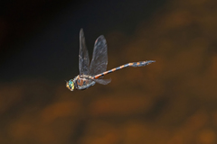 Hesperocordulia berthoudi