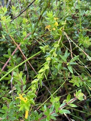 Persoonia oxycoccoides