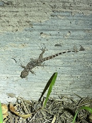 Hemidactylus turcicus