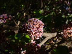 Memecylon umbellatum