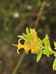 Persoonia oxycoccoides