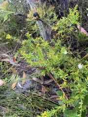 Persoonia oxycoccoides