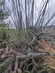 Cylindropuntia thurberi