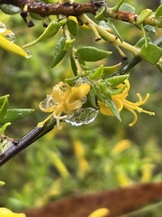 Persoonia oxycoccoides