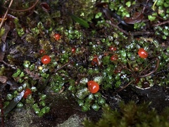 Nertera scapanioides