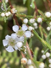Baeckea linifolia