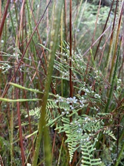 Baeckea linifolia
