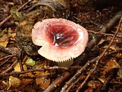 Russula roseopileata