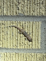 Hemidactylus turcicus