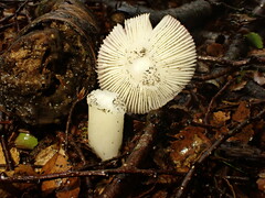 Russula roseopileata