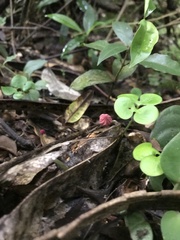 Marasmius haematocephalus