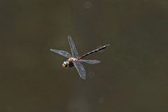 Hesperocordulia berthoudi