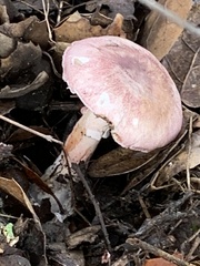 Lepiota decorata
