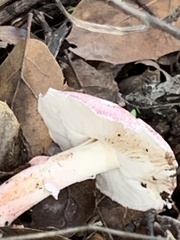 Lepiota decorata