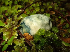 Rossbeevera pachydermis