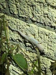 Hemidactylus turcicus
