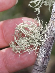 Ramalina peruviana