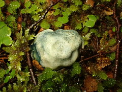 Rossbeevera pachydermis