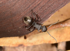 Polyrhachis phryne