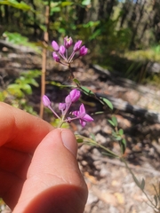 Boronia fastigiata