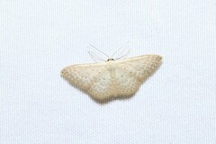 Idaea philocosma