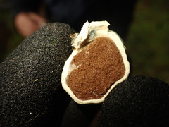 Rossbeevera pachydermis