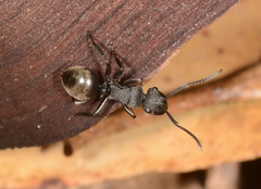 Polyrhachis phryne
