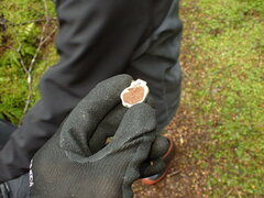 Rossbeevera pachydermis