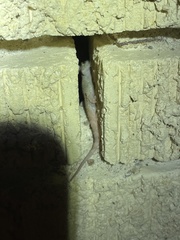 Hemidactylus turcicus