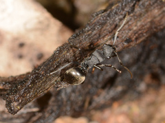 Polyrhachis phryne
