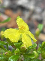 Hibbertia monogyna