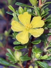Hibbertia monogyna
