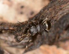Polyrhachis phryne