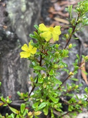 Hibbertia monogyna