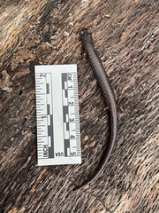 Batrachoseps pacificus