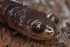 Batrachoseps pacificus