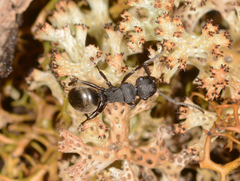 Polyrhachis phryne