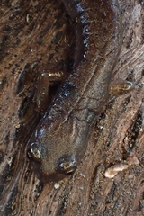 Batrachoseps pacificus