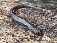 Batrachoseps pacificus
