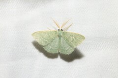 Chlorocoma tachypora