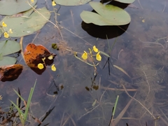Utricularia aurea