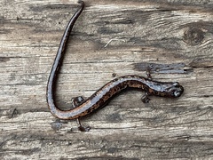 Batrachoseps pacificus