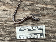 Batrachoseps pacificus