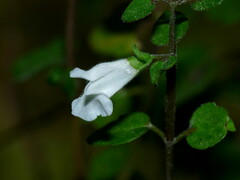 Scutellaria novae-zelandiae