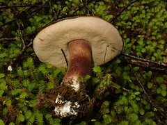 Tylopilus formosus