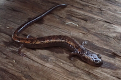 Batrachoseps pacificus