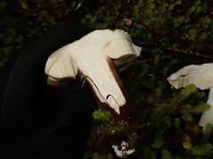 Tylopilus formosus