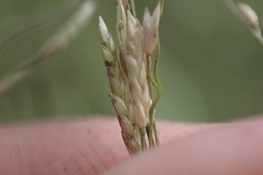 Eragrostis pectinacea pectinacea