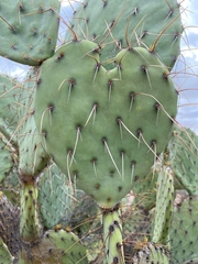 Opuntia stricta